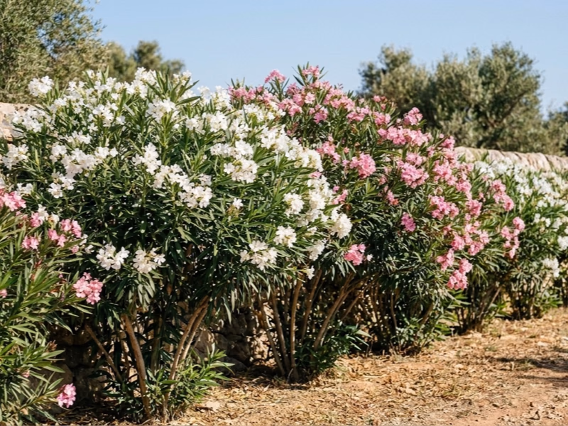 Laurier rose conduit en buisson multi-tiges formant une haie fleurie blanche et rose le long d'un muret en pierre (illustration)