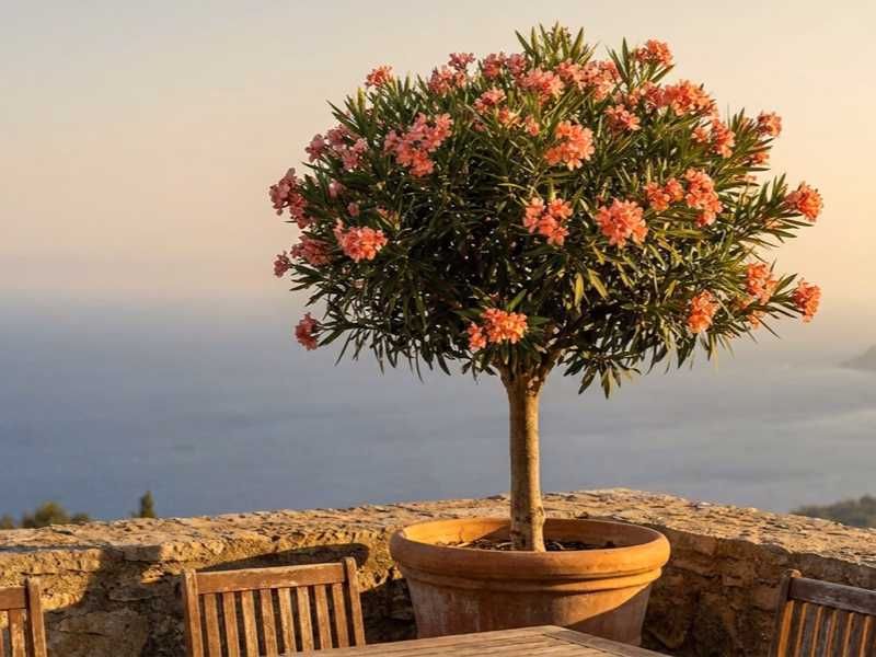 Laurier rose sur tige à fleurs saumon dans un grand pot en terre cuite sur une terrasse méditerranéenne (illustration)